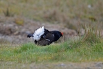 Black Grouse