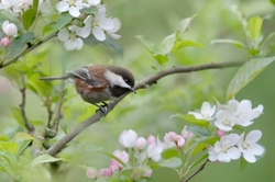 Backyard Birds of the Pacific Northwest portfolio
