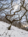 0762 Ragleth Wood