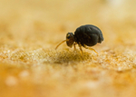 Sminthurinus igniceps