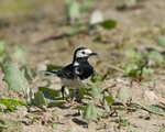 20110422-IMG_4707