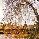Autumn tracery