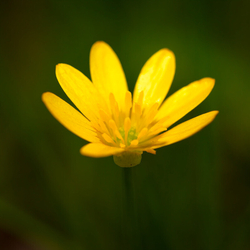 Wild Flowers (Lockdown in Spring) portfolio
