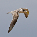 Greater Crested (Swift) Tern portfolio