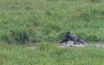 Silver back crossing the river in Langoué baï