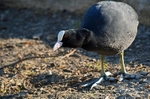Coot
