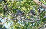 Tabin wildlife reserve