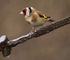 GOLDFINCH REF GOLD 5