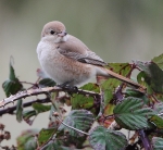 Isabelline Daurian Shrike