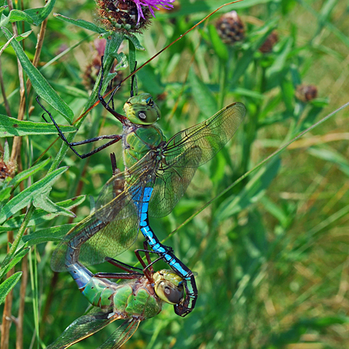 A mating pair of Common Green Darners. As illustrated, this species can be extremely well camouflaged when resting in…