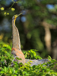 Bare-throated Tiger-Heron, Tortuguero, Costa Rica