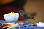 Starling, Sturnus vulgaris in an urban garden_ST_0023