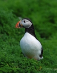 Puffin