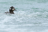 Harlequin Duck (female), frothy water, River Laxa, Iceland