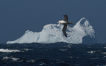Wandering Albatros