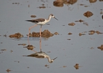 Black-winged Stilt