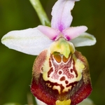 Ophrys fuciflora (Late Spider Orchid)