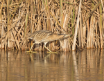 Bittern - Botaurus stellaris