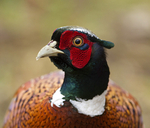 PHEASANT, JAN 2011