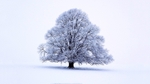 Serenity Tree_9590
