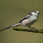 Long-tailed Tit