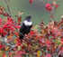 Male Ring Ouzel