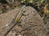 Lizard on rock