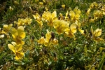 Mountain Pansies #02