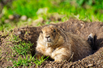 Black-tailed Prairie Dog - DSC_5531