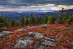 Crimson Carpet