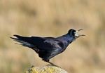 Rook