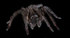 Black Lace Web Spider, Female