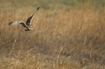 Short eared owl
