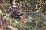Male Bengal Tiger in undergrowth, Panna, Madhyra Pradesh, India