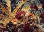 Ebalia sp.