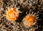 Balanophyllia regia
