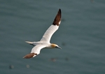 Gannet