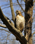 Red Tail Hawk