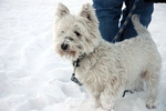 Teddy