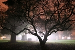 Fog in the night