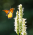 MONARCH-IN-FLIGHT
