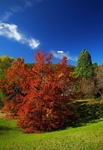 AutumnTreesV-3921