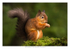 Red Squirrel