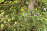 Yellow-rumped Warbler, Brooks Falls, Katmai NP, Alaska