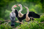Anhinga Argument