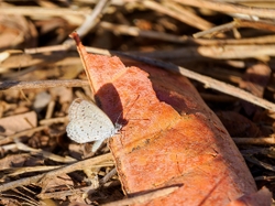 Tiny Grass Blue