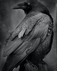 Palladium Prints by Ron Reeder portfolio