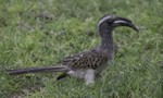 African Grey Hornbill, female