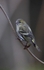 Female siskin 10