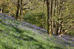 Bluebell_wood_ACP_3565